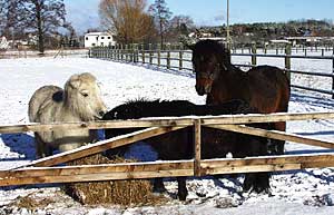 Shetlandponys