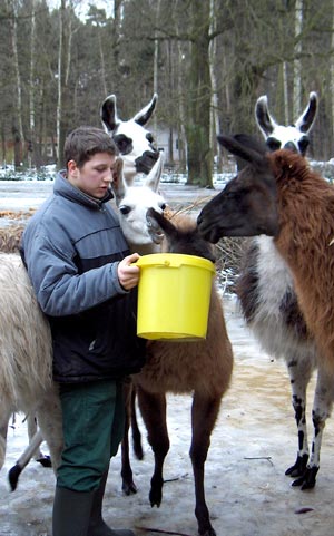 Zootierpfleger-Lehrling Pierre Dabow füttert die Lamas