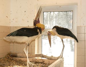 Sunda-Marabus in Hochzeitsstimmung