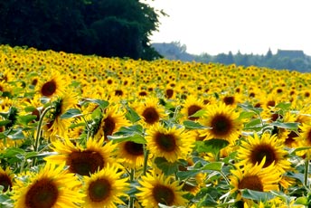Ein wunderbarer Blick auf die Sonnenblumenfelder