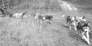 Dieser Achtspänner mit Siberian Huskys ist schon sehenswert, in diesem Jahr wird es erstmalig ein Zwölfergespann mit Malamuten zu sehen geben. Diese Schlittenhunde gehören zu den größten, kräftigsten und ursprünglichsten