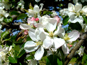 Üppig blühten einst die Kirschblüten auf den weiten Plantagen um Weißagk. Nun schauen die verbliebenen Bäume auf den riesigen Tagebau. Das Blütenfest erinnert aller zwei Jahre an das Dorf, an die Kirschblüten und an seine Bewohner 