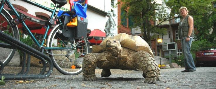 „Herr Lehmann“, 20 Jahre alt und 30 Kilo schwer, setzte auf dem Wege zum Tierparkgespräch die Besucher der WernerPASSAGE in Erstaunen