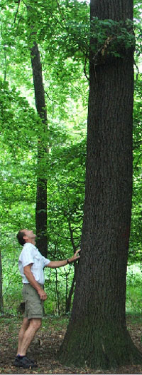 Für das 34. Parkfest suchte am Dienstag Ortsbürgermeister Wolfgang Hübner das Holz aus bereits kranken Bäumen für das „Motorkettenschnitzen“ aus. Ein Künstler schneidet daraus Figuren, die ersteigert werden können 