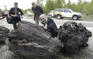 Die Holz-Struktur ist bei den Stubben völlig verschieden. Was aus dem dritten Stubben wird, ist noch nicht entschieden. Die Haltbarmachung ist sehr schwierig