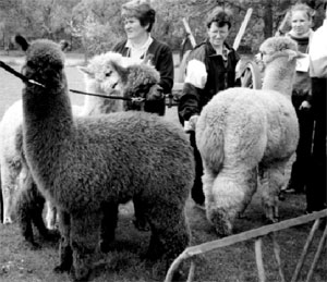 In ein Königreich für ein Lama verwandelt sich der Reiter- und Freizeithof an der Kutzeburger Mühle am Sonnabend, 31. Mai. Bei der 6. Brandenburger Lama- und Alpakashow zeigen Züchter aus ganz Deutschland ihre schönsten Tiere und lassen sie vor Publikum Geschicklichkeitsparcours absolvieren. Über 60 der drolligen Tiere, die nicht nur herrliche Wolle spenden, sondern auch Kinderherzen höher schlagen lassen, sind zu bewundern. Die tierische Tag beginnt um 9 Uhr, die schönsten Showprogramme sind dann am Nachmittag zu sehen