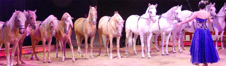 Jana Mandana präsentiert in großer Pferdefreiheit zwölf weiße und goldene Palomino-Araber, später noch sechs Friesen