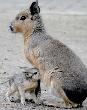 Beim Osterspaziergang durch den Tierpark sind auch die Pampashasen mit ihrem Nachwuchs zu bestaunen. Gerade erst 14 Tage alt, hoppelt der Nachwuchs immer dem Muttertier hinterher, um sich mit frischer Nahrung zu versorgen. Der Pampashase ist eine in Argentinien lebende Nagetierart aus der Familie der Meerschweinchen