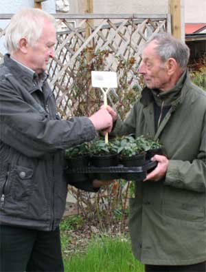 Der rüstige Ernst Naschke überreichte den beiden Stadthälften Guben und Gubin die nach ihm benannten Fuchsien aus seinem Schaugarten in Papenburg. Gartenbaumeister Horst Pusch (l.) wird sich um das fachgerechte Einpflanzen an der Grenze kümmern