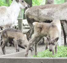 Frieda (28. April), Frederik (1. Mai) und Fridolin (10. Mai) tollen inzwischen ohne Scheu zwischen den Kühen hin und her
