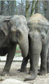Lieblinge aller Cottbuser Zoobesucher und natürlich auch der Forster Kinder sind noch immer die beiden Elefanten Karla und Sundali, die sich immer gerne schubsen