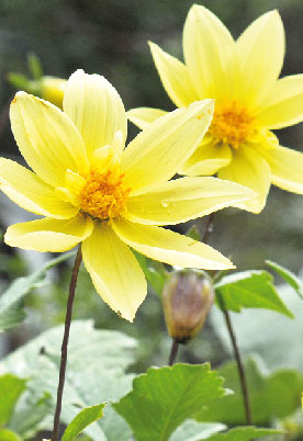 Wild wachsende Dahlie in den Bergen von Peru. Unter anderem durch Alexander von Humboldt, der Ludwig Leichhardts großes Forschervorbild war, kam die Dahlie im ersten Drittel des 19. Jahrhunderts nach Deutschland und sehr bald auch nach Cottbus, wo sie Leichhardts Schwager kultivierte. Ludwigs rote Samtene soll möglicherweise rückgezüchtet werden