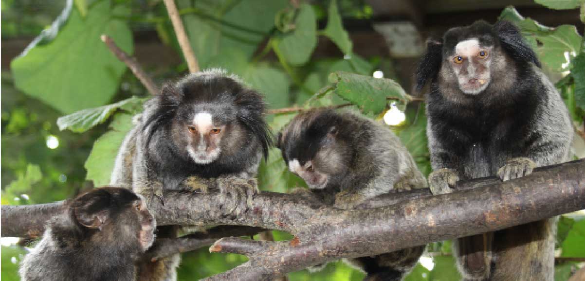 Tierparkfest in Jocksdorf: Heute (Sa.) findet im Affengehege Jocksdorf ab 10 Uhr das 7. Tierparkfest und das 35-jährige Zoo-Jubiläum statt. Neben kleinen Affenbabys warten Papageien und Waschbären auf die Gäste. Neben vielen Überraschungen wird auch der bekannte Schlagersänger und Entertainer Friedo Berg dabei sein. Außerdem haben sich der DRK-Chor Forst, die Hundeschule Bigalke sowie der PSV 1893 angekündigt. Gegen 14 Uhr präsentiert sich der Polizeisportverein Forst mit Akrobatik, Tanz und Rhönrad. Für das leibliche Wohl ist gesorgt