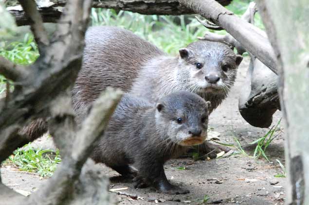 Einer von vier jungen Zwergottern tobt seit dieser Woche im Tierpark Cottbus. Gut zehn Wochen nach ihrer Geburt tollen sie nun mit den Alttieren im Freigehege. Ihre Neugierde wird eine Freude für die Ferienbesucher sein. Ebenfalls Nachwuchs gibt es bei den Watussi-Rindern, bei den Rotluchsen und sehr zahlreich bei den Gänsen zu entdecken. Auch die Zebra-Fohlen sind erst wenige Monate alt. Unterdessen neigen sich die Arbeiten am Kuhstall dem Ende entgegen. In wenigen Wochen werden hier Haustiere einziehen und zum Anfassen nahe sein