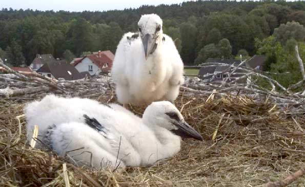 Große Aufregung herrscht bei den Einwohnern von Krayne. Erstmals in der Ortsgeschichte haben Störche mitten im Ort gebrütet und ziehen diese zwei Jungtiere auf. Um das Ereignis zu dokumentieren, wurde dieser Fototermin organisiert, ohne die Störche zu stören. Erst im Frühjahr 2008 wurde auf dem Schornstein des ehemaligen Heizhauses des Gutshauses mit Hilfe von Naturschutzverbänden eine Horst-Hilfe angebracht