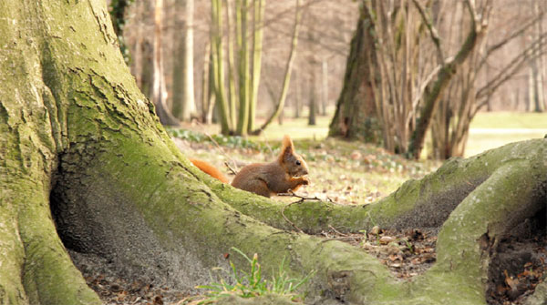 So sieht derzeit der Winter im Branitzer Park in Cottbus aus. Von einer Winterruhe wenig haltend, knabbert ein Eichhörnchen ohne Scheu genüsslich an einer Eichel, die nicht erst unter Eis oder Schnee gesucht werden muss Foto: M.K.