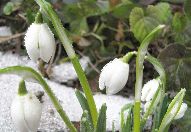 Schneeglöckchen verkörpern die Vorfreude auf den Frühling und zeigen sich in hundertfach verschiedenen Ausführungen Foto: Ruth Rudolph / pixelio.de