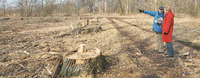 Unverantwortlicher Kahlschlag in den Rieselfeldern vor Cottbus. Die BVVG hat die Grünschutzflächen, vor gut 40 Jahren aufgebaut zum ökologischen Ausgleich gegen Tagebauöde, verkauft. Der Besitzer machte Hohlbäume profitabel zu Brennholz und vernichtete rabiat Nistplätze von einem Dutzend Fledermausarten, Waldkautz, Specht, Schellente, Hohltaube, Wendehals, Kleiber und anderer Arten. Nachdem öffentlicher Alarm in der Stadt unbeachtet verhallte, führte Harald Wilken vom NABU jetzt Brandenburgs Bildungsministerin Martina Münch an den Ort des Frevels. Sie zeigte sich bestürzt  	Foto: Hnr.