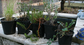 Noch im März sollten im Gewächshaus überwinterte Pflanzen wie Schnittlauch, Bohnenkraut, Tripmadam, Lavendel und Pimpinelle (v.l.n.r.) ins Beet kommen
