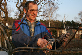 Das Verschneiden der Obstbäume erfordert einige Erfahrungen. Das Schnittgut sollte sofort nach der Arbeit entsorgt werden, um Schädlingen keine Möglichkeit zu geben, sich im Garten zu verbreiten, rät Garten-Fachmann Hans-Jürgen Loecke  	Fotos: BeWe