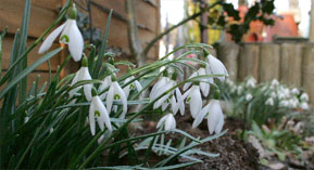 Derzeit sind es die vielen Frühblüher, die Freude und Farbe in den Garten bringen. Schneeglöckchen wollen einen kühlen, hellen aber nicht sonnigen Standort. Wer sie gezielt vermehren will, kann die Knollen teilen