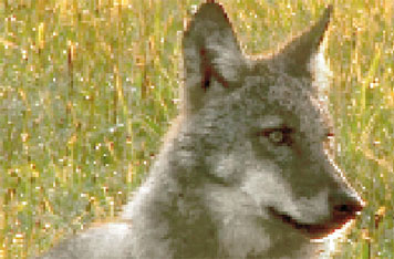 Hier hat der Naturfilmer einen Spremberger Wolfswelpen gefilmt         Foto: S. Koerner