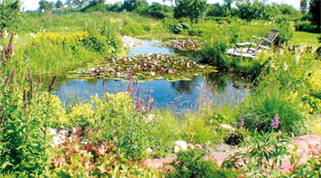 Ein idealer Teich: Artenreich sind die Flachwasserzonen und tiefere Bereiche mit geeigneten Wasserpflanzen besetzt. Das biologische Gleichgewicht unterstützt ein Bachlauf, durch den das Teichwasser mit Sauerstoff angereichert zurückfließt 
