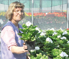 Gartenbauingeneurin Carmen Hanusch und ihre Kolleginnen haben jetzt reichlich zu tun, die gut gewachsenen Balkonpflanzen zur auslieferung zusammenzuzstellen Foto: Hnr.