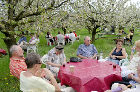 Nur zwischen Bäumen der Obstplantagen - hier Süßkirschen in voller Blüte - ist das Werdersche Fest wirklich schön