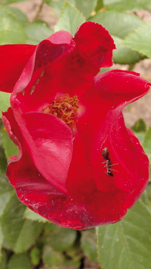 So sieht sie aus. Die Rose mit dem Namen Berliner Schloss. Wie hier in Döbern, wo auch 300 Rosen gepflanzt wurden, ist auf der ersten Blüte bereits eine Ameise in das Berliner Schloss eingezogen