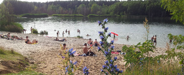 An den vier Cottbuser Badeseen herrscht wieder reger Strandbetrieb, so wie hier am Textilstrand in Sachsendorf. An der schmalen Westseite des Sees (links) haben sich die FKK-Anhänger eingefunden. Auch wenn die Seen nicht mehr als offizielle Badegewässer im Sinne der Brandenburgischen Bestimmungen geführt werden, sorgt die Stadt für hygienische Überwachung der Wasserqualität, für Toiletten und für Sauberkeit am Strand und in der Umgebung. Dafür sieht der Haushalt Kosten von 29 000 Euro jährlich vor          Foto: Hnr.