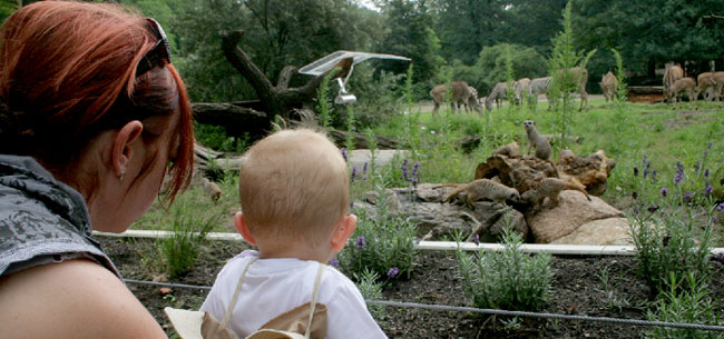 Idee für eine Schulanfangsfeier, die Kindern Spaß macht: Im Cottbuser Tierpark ist dank Sponsoring die Afrikaanlage um ein Paradies für die lustigen Erdmännchen erweitert worden. Die großzügige Freifläche von 200 Quadratmetern wird bis zum Herbst durch ein Winterhaus ergänzt, das dann durch einen Tunnel zu erreichen sein wird	Foto: BeWe