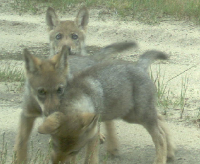 Das Spremberger Rudel ist jetzt mit drei Welpen dokumentiert worden. In der Lausitz sind damit derzeit elf Wolfsfamilien registriert Fotoquelle: Wildbiologisches Büro LUPUS