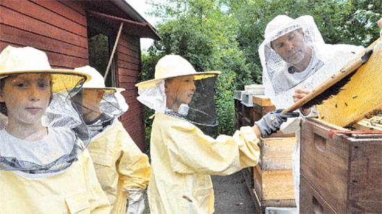 Arbeitsteilung bei den Imkern: Jugendobmann Ullrich Meier entnimmt mit den Schülern die Waben aus den Stöcken und zeigt, wie die Bienen ungefährlich abgefegt werden. Dann heißt es selbst ausprobieren. Behutsam und mit Respekt aber ohne Scheu probieren sich die Drittklässler als Imker 	Fotos: Jens Haberland