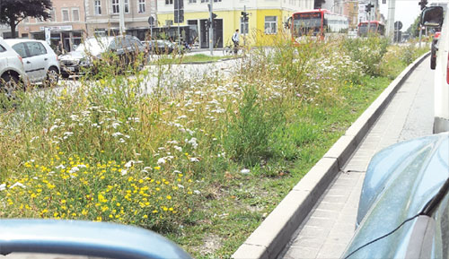 Wer am Brandenburger Platz in der Linksspur an die Kreuzung fährt, kommt während mehrerer Rot-Wartephasen in den Genuss, diese Krautblütengesellschaft aus Natternkopf, Feldflockenblume und Luzerne in violett, blauer Wegwarte, Rotklee, Rainfarn, Nachtkerze, Johanniskraut, Steinklee, Feldlöwenzahn und Barbarakraut in gelb und Scharfgarbe, Sommeraster, Spitzwegerich und Büschelkraut in weiß zu bewundern. Wenn die Stadt Cottbus ihre Unkraut-Kleinode künftig beschriftet, werden weniger Autofahrer ihre Aschenbecher darin entleeren 	J.H.