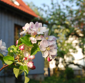 Apfelblüten sind weiß bis rosa, manchmal auch ins Zartviolette gehend und sitzen zahlreich an allen Zweispitzen. Sie duften dezent und locken Insekten in großer Zahl. Wenn der April nicht zu heiß wird kann die Blüte zwei Wochen anhalten, im Garten mit Sortenvielfalt vier Wochen   Foto: G.Grube