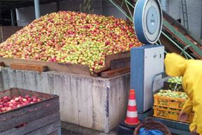 Riesige Mengen an Äpfeln hat das Cottbuser Traditionsunternehmen Buchwald in Ströbitz in dieser Saison zu verarbeiten. Die Annahme des Obstes ist abgeschlossen	Hnr.