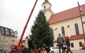 Die Weihnachtszeit kann kommen. Bereits am Dienstag wurde vor der Forster St. Nikolaikirche die große Weihnachtstanne aufgestellt. Schaulustige beobachteten, wie die Rinde am Stamm geschält wurde, um die Tanne in die Halterung zu bekommen 	Fotos: M. Klinkmüller