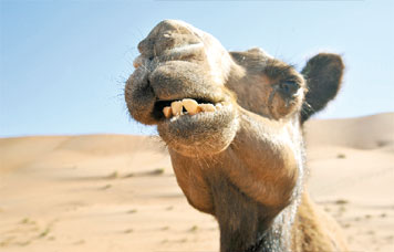 Kamele waren über Jahrhunderte die verlässlichsten Partner der Menschen in der lebensfeindlichen Wüste. Heute sind sie nur noch Sporttiere