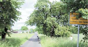 Wie mächtigen Torsäulen stehen beiderseits am Ortseingang von Bomsdorf riesige Süßkirschbäume. Zum Glück, denn im Ort wird zwar gefeiert, aber für Fremde gibts ab 13 Uhr keinen einzigen Happen zu essen