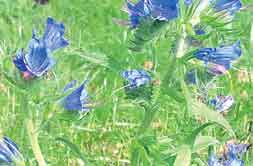 Ist sie es - die Blaue Blume, Sinnbild für Sehnsucht und Liebe in der Romantik, Symbol der Wanderschaft? In Brahmow am hinfälligen Gutshaus wildert das Natternkopf-Kraut