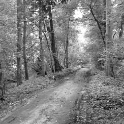 Zum Glück ist der Spreewald noch nicht komplett asphaltiert