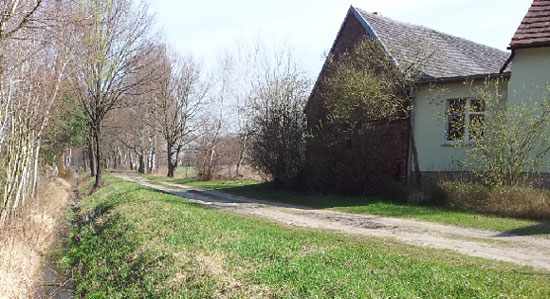 Der namenlose Weg führt malerisch von Skadow Ausbau nach Döbbrick, später flankiert von ansehnlichen, knorrigen Eichen (6)