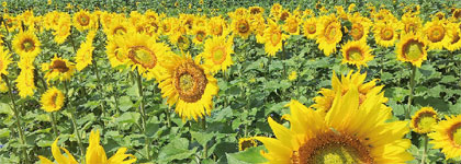 Wer Glück hat, findet an strahlend hellen Tagen noch die Gesichter der Sonnenblumen und glaubt sich für einen Moment in Südfrankreich...                                      Fotos: J. Heinrich